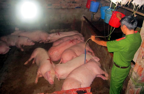 Bắt quả tang bơm nước và thuốc an thần vào lợn ảnh 1