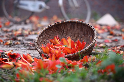 Gạo thắp đỏ trời...