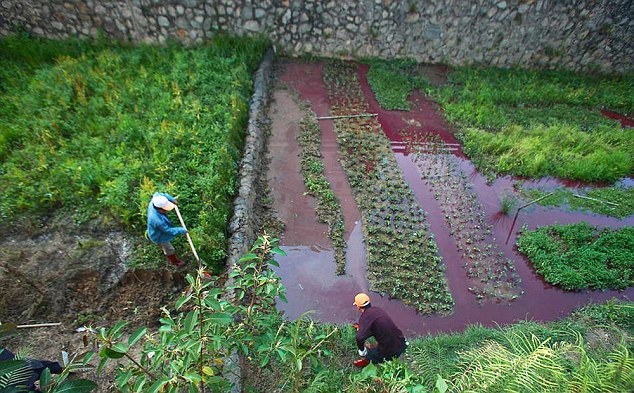 Bắt được 'quái vật' bí ẩn tại hồ nhiễm bẩn ở Trung Quốc ảnh 3