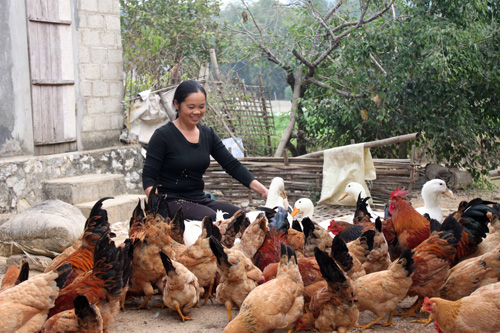 Làm giàu từ trồng rau sạch ảnh 2