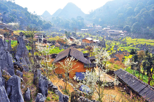 Mùa xuân trên Cao nguyên đá ảnh 4