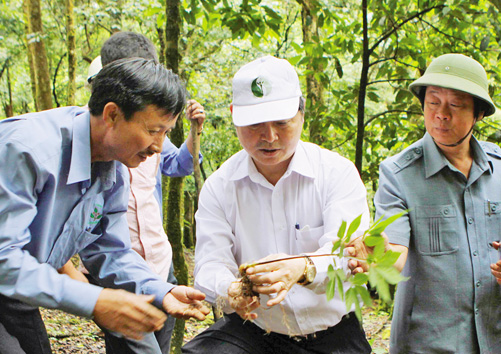 Bảo tồn và phát triển cây sâm Ngọc Linh