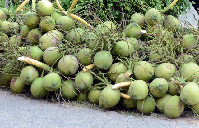 Cần nghiêm trị hành vi cố tình gây chết dừa hàng loạt