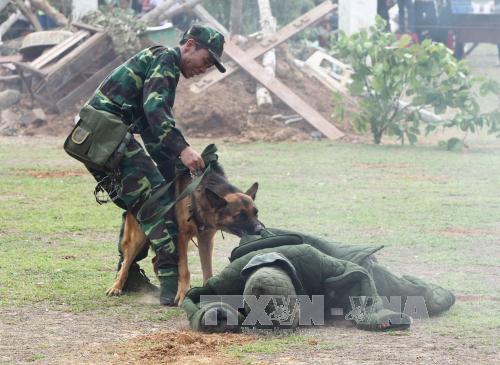 Biểu diễn võ thuật và chó nghiệp vụ chiến đấu ảnh 2