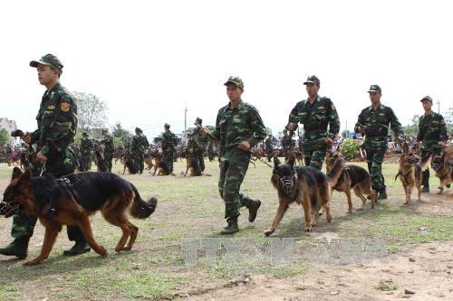 Biểu diễn võ thuật và chó nghiệp vụ chiến đấu ảnh 3