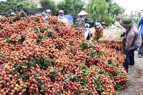 Tìm đầu ra cho vải thiều ảnh 1