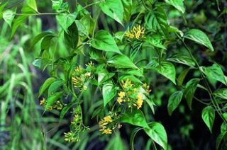 Ngăn chặn các vụ tự tử bằng lá ngón ảnh 1