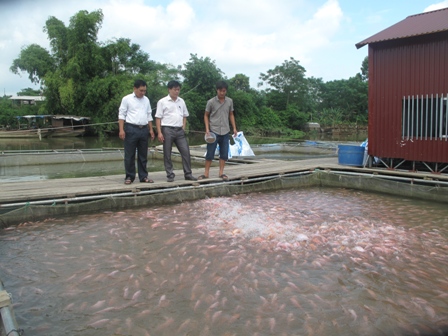 'Chìm nổi' nghề nuôi cá lồng ảnh 1