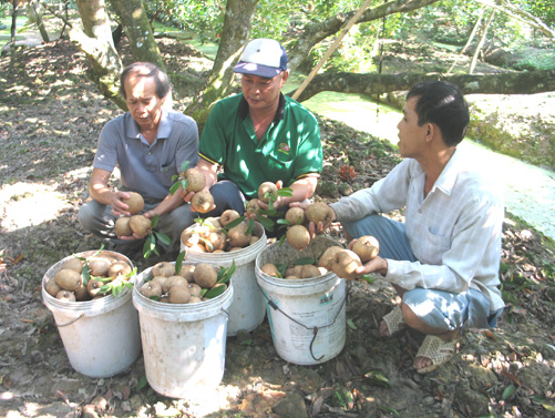 Liên kết tiêu thụ nông sản ảnh 1