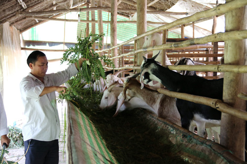 Liên kết tiêu thụ nông sản ảnh 2