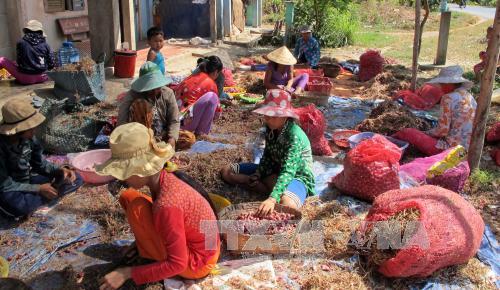 Phản hồi tin nhiều người dân vùng trồng hành tím ở Sóc Trăng bị mù lòa