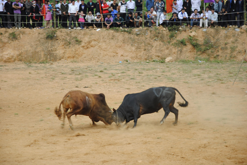 Đặc sắc Chợ tình Khau Vai ảnh 7