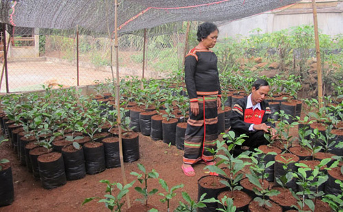 Già làng, nghệ nhân tiêu biểu ảnh 1