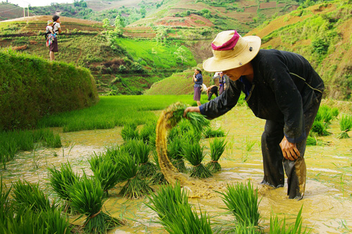 Mùa nước đổ trên những “nấc thang trời” ảnh 2