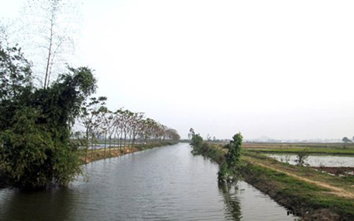 Nồm chiều...
