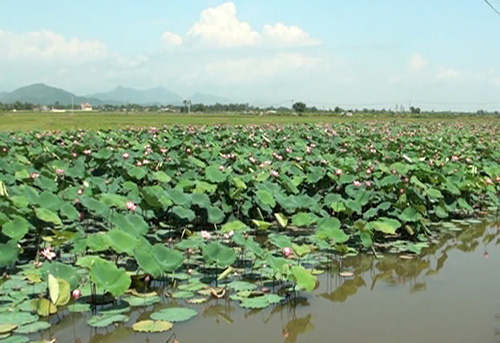 Làm giàu từ sen ảnh 1