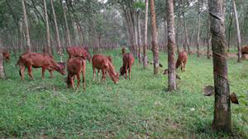 Nuôi bò thịt làm giàu ảnh 1
