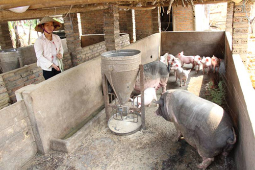 Mạnh dạn vay vốn làm giàu ảnh 1