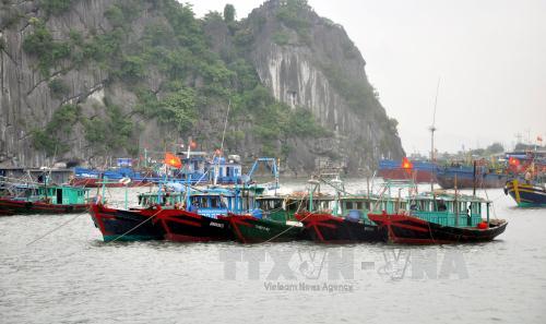 Hải Phòng, Quảng Ninh chủ động ứng phó bão số 1 ảnh 1