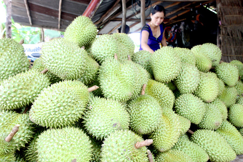Thực hư chuyện bán sầu riêng non ảnh 1