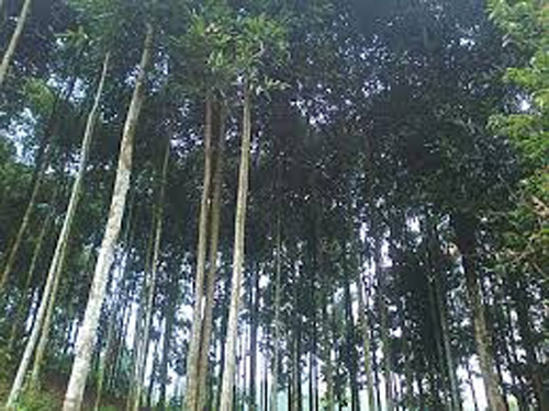Trồng quế thành triệu phú ảnh 1
