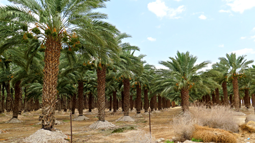 Israel: Những giải pháp cho một đất nước khô cằn ảnh 4