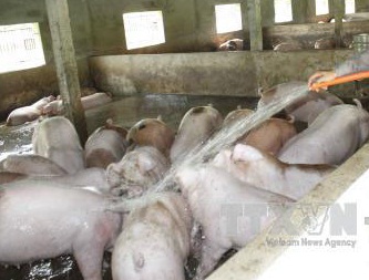 Dân bức xúc vì ô nhiễm từ trại lợn đầu nguồn nước ảnh 1