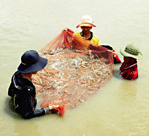 Còn cơ hội cho xuất khẩu tôm ảnh 1
