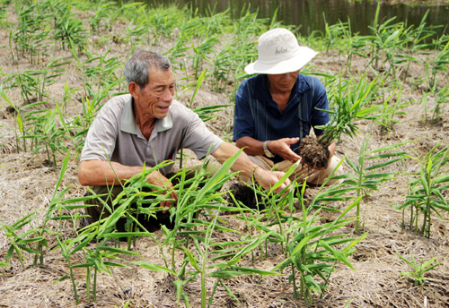 Nỗi lo phá mía trồng gừng ảnh 1