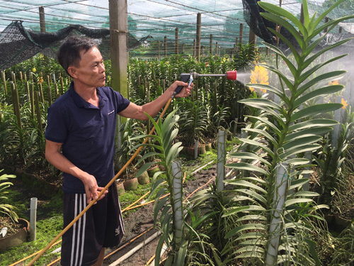 Thương binh làm giàu từ trồng lan ảnh 2