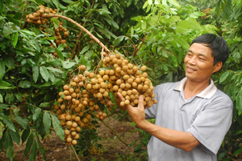 Nhãn lồng Hưng Yên sẵn sàng chờ ngày xuất ngoại ảnh 1