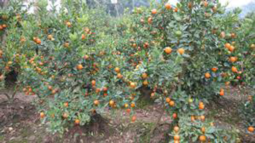 Chị Biên làm giàu ảnh 1