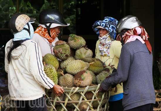 Cây ăn quả mang lại hiệu quả kinh tế cao cho người dân ảnh 6