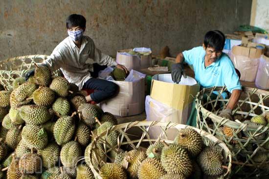 Cây ăn quả mang lại hiệu quả kinh tế cao cho người dân ảnh 4