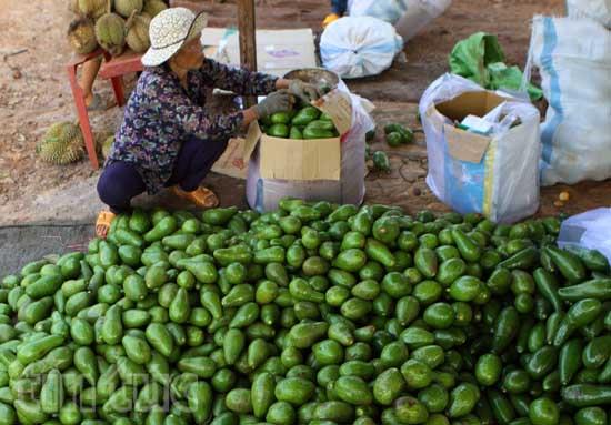 Cây ăn quả mang lại hiệu quả kinh tế cao cho người dân ảnh 2