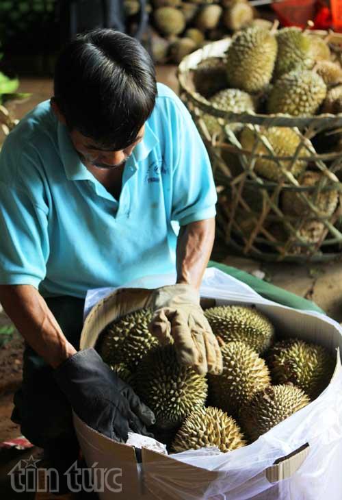 Cây ăn quả mang lại hiệu quả kinh tế cao cho người dân ảnh 3
