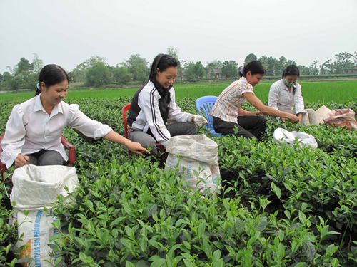 Nơi ra đời Chi bộ Đảng đầu tiên ở Thái Nguyên ảnh 1