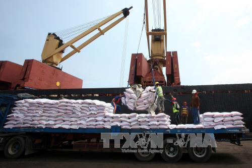 Giấy phép xuất khẩu “trói chân” ngành sản xuất lúa gạo ảnh 1