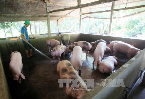 Nhiều trang trại sử dụng chất cấm trong chăn nuôi heo ảnh 1