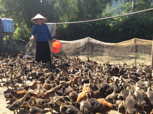 Lai Châu nâng cao hiệu quả các mô hình kinh tế ảnh 1