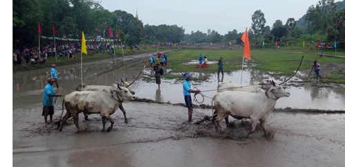 Tưng bừng Lễ hội đua bò Bảy Núi An Giang năm 2015 ảnh 3