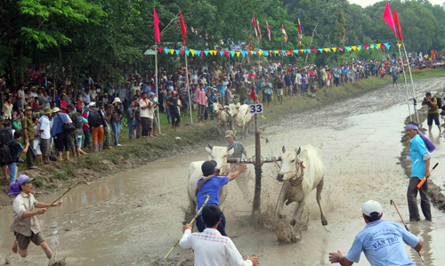 Tưng bừng Lễ hội đua bò Bảy Núi An Giang năm 2015 ảnh 4