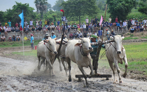 Tưng bừng Lễ hội đua bò Bảy Núi An Giang năm 2015 ảnh 2