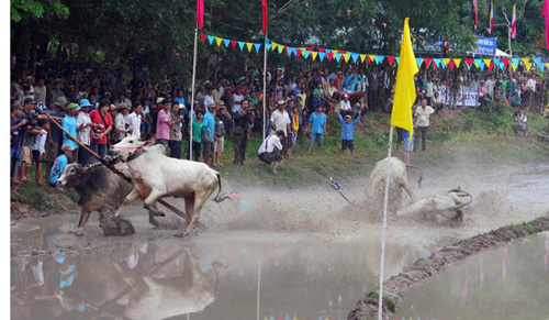 Tưng bừng Lễ hội đua bò Bảy Núi An Giang năm 2015 ảnh 5