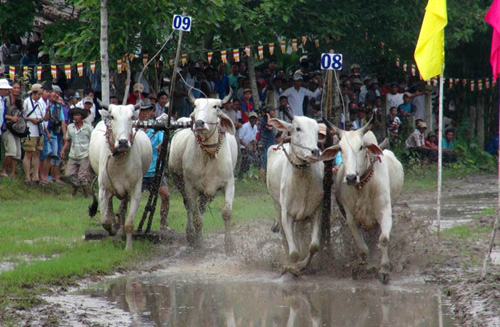 Tưng bừng Lễ hội đua bò Bảy Núi An Giang năm 2015 ảnh 6