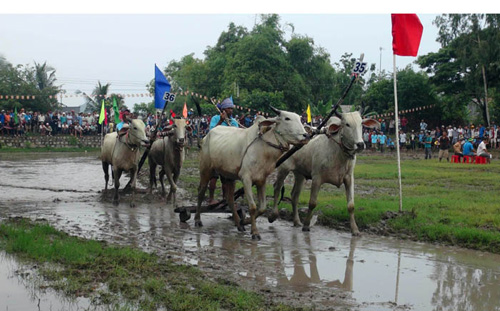 Tưng bừng Lễ hội đua bò Bảy Núi An Giang năm 2015 ảnh 7