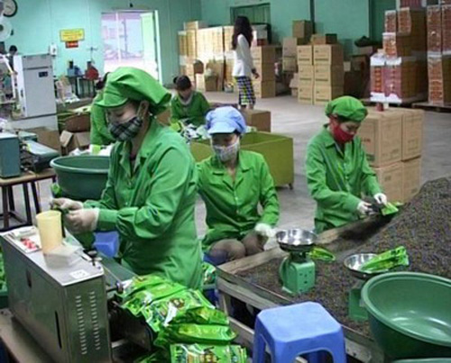 Doanh nghiệp chè chú trọng thị trường nội địa ảnh 1
