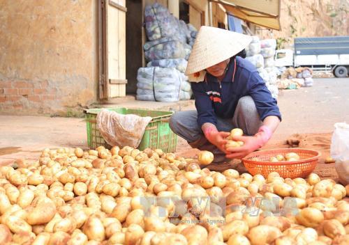 Cấm khoai tây Trung Quốc vào chợ nông sản Đà Lạt ảnh 1