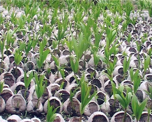 Cơ hội làm giàu từ trồng dừa sáp ảnh 1