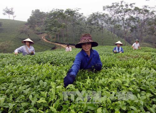 Không có dư lượng thuốc bảo vệ thực vật trong chè Phú Thọ ảnh 1